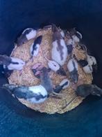 Fancy Rex ratjes te koop, Dieren en Toebehoren, Rat, Februari, Meerdere dieren, Tam