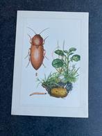 9 prenten insekten soorten kevers 19x27 cm samen 18 euro, Antiek en Kunst, Ophalen of Verzenden, Natuur en Biologie
