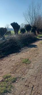 Wilgen Takken, Bloeit niet, Overige soorten, Minder dan 100 cm, Ophalen