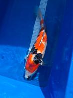 Showa 47 cm matsue, Karper of Koi