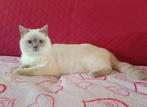 Lilac point Brits korthaar DEKKATER, Dieren en Toebehoren, Katten en Kittens | Dekkaters, 0 tot 2 jaar