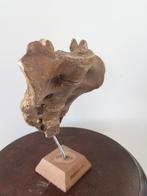 skelet schedel mens onderdeel medische instrument anatomie, Ophalen of Verzenden, Gebruikt