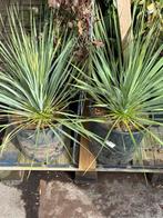 Yukka rostrata 10 literpot hoog 30 cm boven de pot  39,95, Volle zon, Vaste plant, Bloeit niet, Ophalen