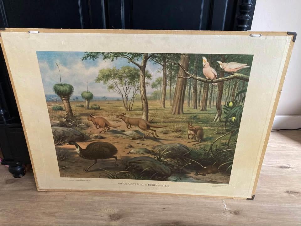 Mooie schoolkaart van Australië | Dubbelzijdig, Antiek en Kunst, Antiek | Schoolplaten, Ophalen of Verzenden, Aardrijkskunde