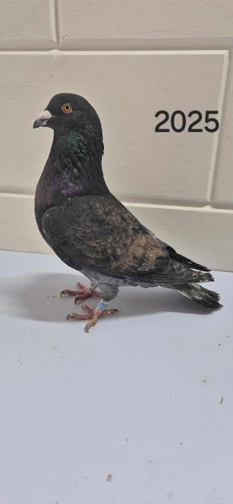 Postduiven, Dieren en Toebehoren, Meerdere dieren, Postduif