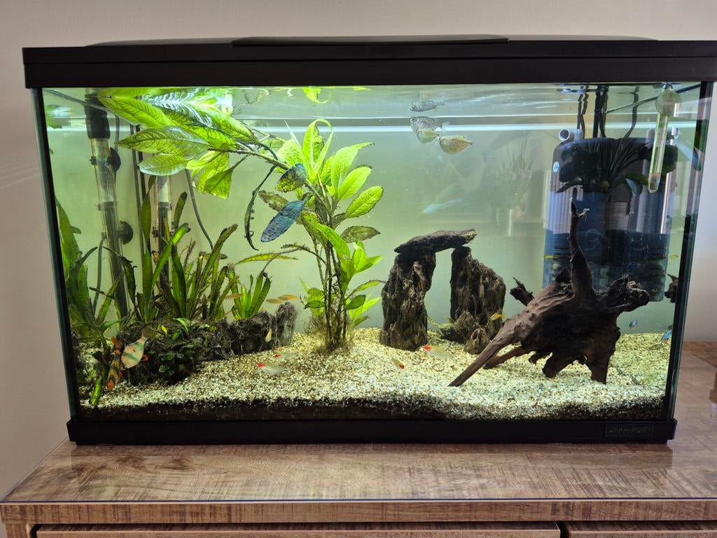 Superfish start 100 aquarium, Ophalen, Gevuld zoetwateraquarium