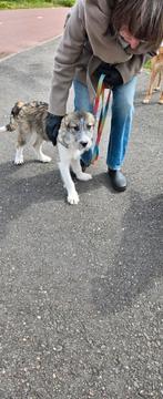 Vrolijke pup van 5 maanden zoekt haar foster of baasje., Dieren en Toebehoren, Particulier, 15 weken tot 1 jaar, Buitenland, Teef