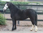 Vier kwaliteitsvolle Welsh sectie A merries, Merrie, Met stamboom, 3 tot 6 jaar, B pony (1.17m tot 1.27m)