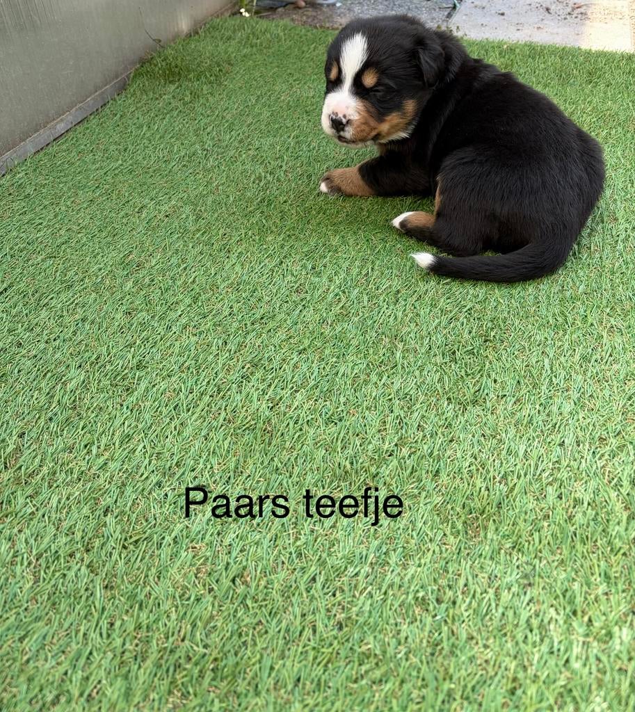 Kruising bernersennen pups, Overige rassen, 8 tot 15 weken, Meerdere, Meerdere dieren