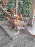 3 grote welsumer hennen 14 weken oud. Geen kriel, Vrouwelijk, Kip