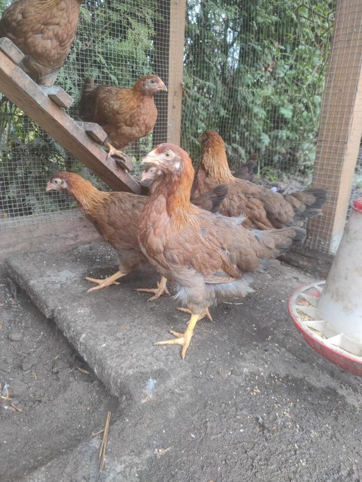3 grote welsumer hennen 14 weken oud. Geen kriel, Dieren en Toebehoren, Pluimvee, Kip, Vrouwelijk