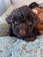 Toy Poedel pups, Dieren en Toebehoren, Poedel, Reu, 8 tot 15 weken, Parvo