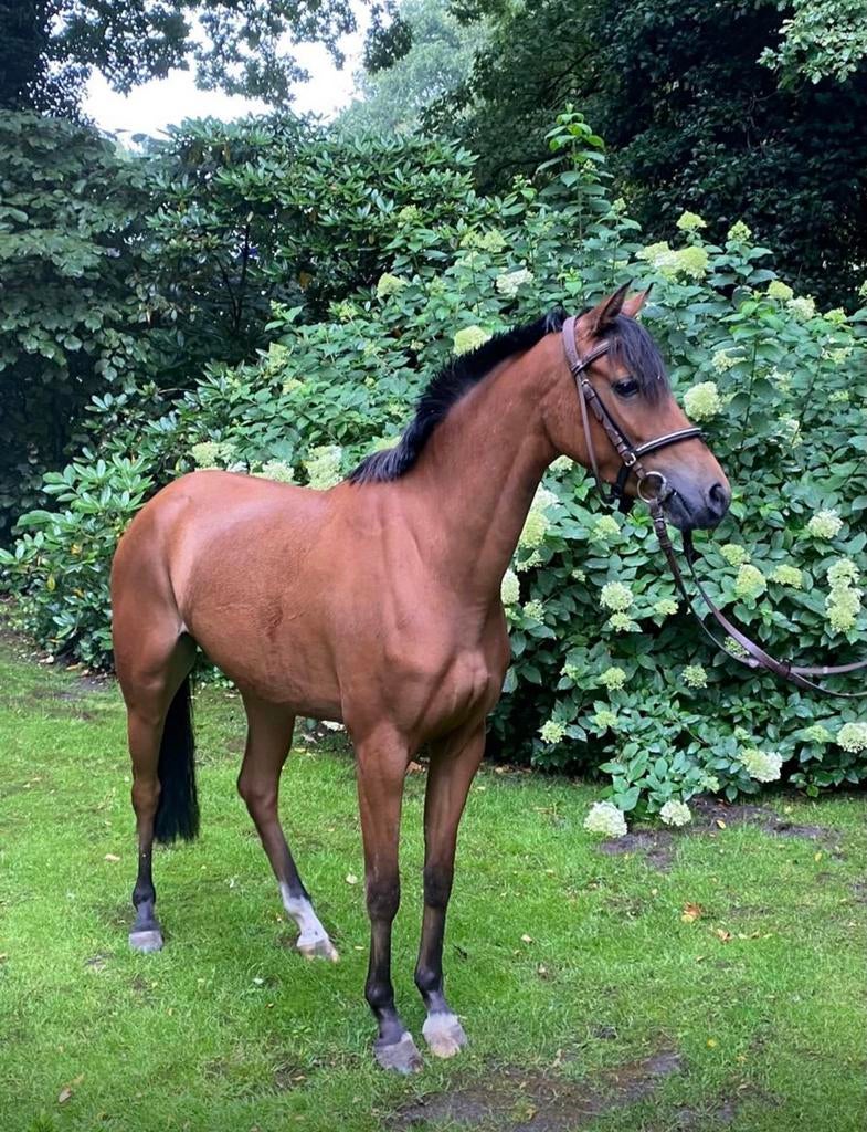 Practige kinderpony van Koetsiershoeve in prijs verlaagd !, Dieren en Toebehoren, Pony's, Merrie, Springpony