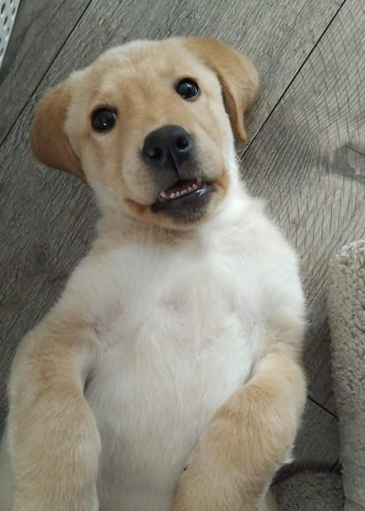 Labrador teefje pup RETRIEVER BLOND, Dieren en Toebehoren, Parvo, 8 tot 15 weken, Teef, Labrador retriever