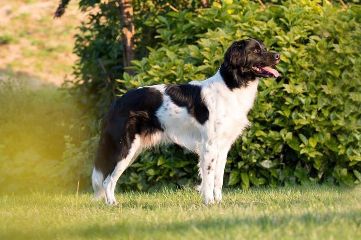 Te dekking ras zuivere Friese stabij dekreu, Dieren en Toebehoren, Honden | Retrievers, Spaniëls en Waterhonden, Reu, Spaniël
