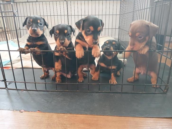 te koop lieve black and tan Jack Russel teefje en reutje, Dieren en Toebehoren, Honden | Jack Russells en Terriërs, Meerdere dieren