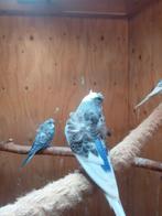 Te koop hagoro,s parkieten .s nu ze, Dieren en Toebehoren, Vogels | Parkieten en Papegaaien, Meerdere dieren, Parkiet