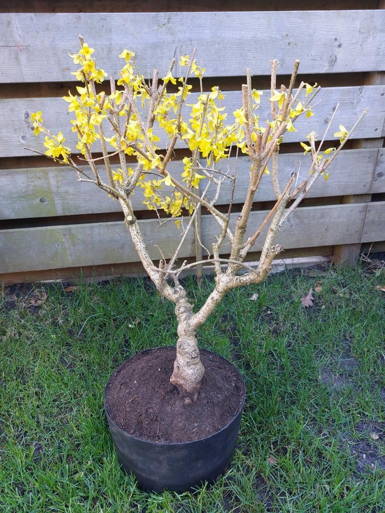 Pre bonsai Forsythia, Tuin en Terras, Planten | Bomen, Bloeit niet, Overige soorten, Minder dan 100 cm, Ophalen