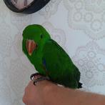 Edelpapegaai, Mannelijk, Papegaai