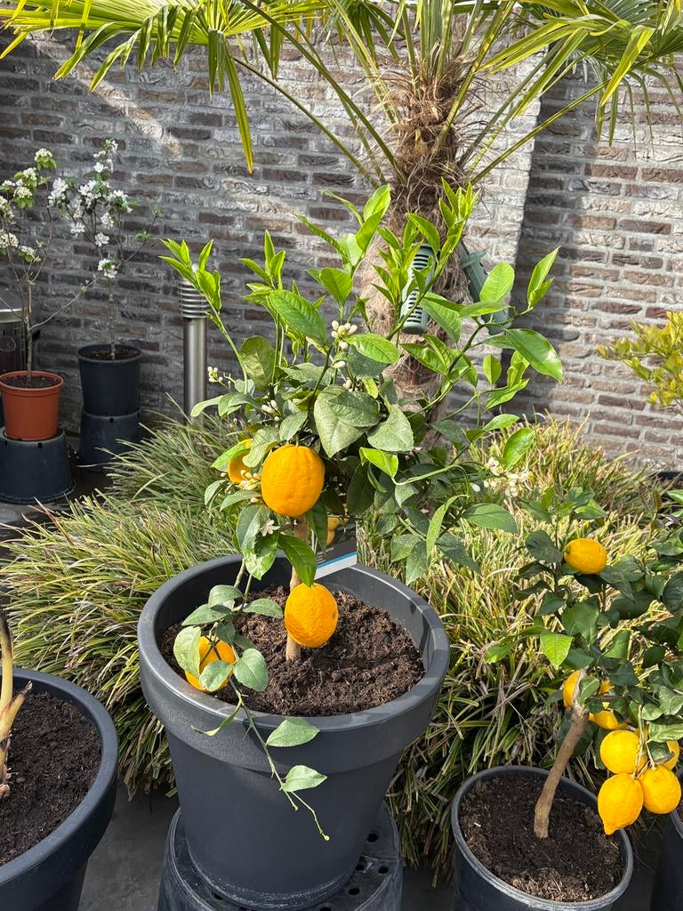 Een schitterende citrus meyer op stam met vele vruchten!!, Ophalen, Minder dan 100 cm, Volle zon, In pot