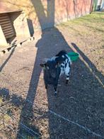 Dwergbok, Dieren en Toebehoren, Schapen, Geiten en Varkens, Mannelijk, Schaap