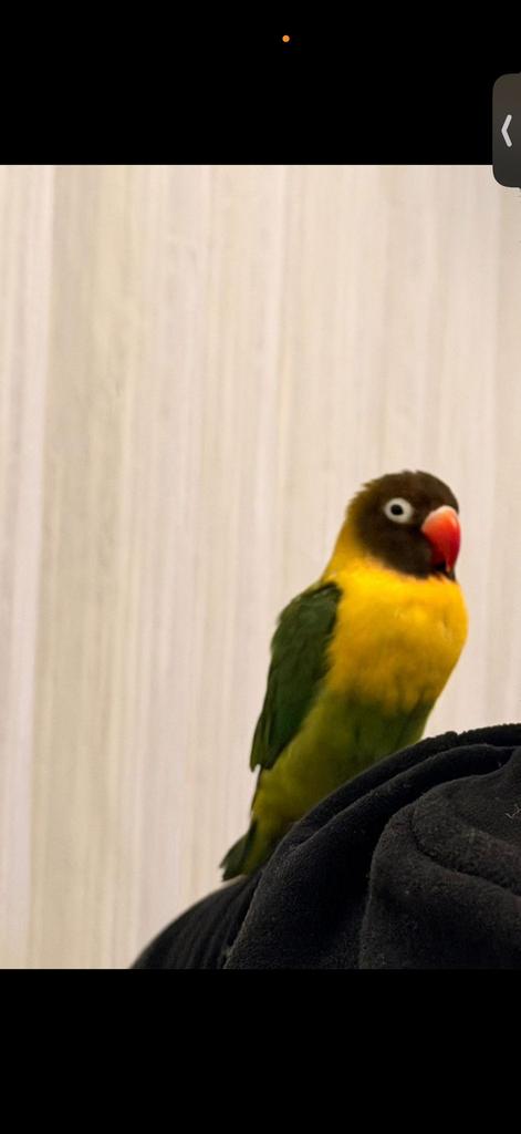 Verloren vogel argapronissen, Geslacht onbekend, Parkiet