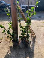 Klimop Hedera 80-100 cm - 12 stuks, Tuin en Terras, Planten | Tuinplanten, Ophalen, Vaste plant, Bloeit niet, Halfschaduw