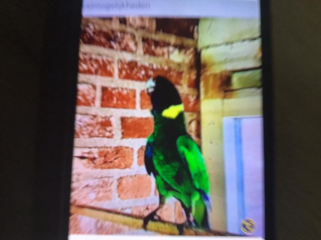 Gezocht twenty eight man, Dieren en Toebehoren, Vogels | Parkieten en Papegaaien