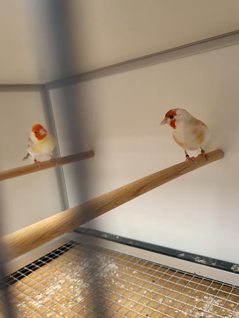 Majoor  putters  koppel, Dieren en Toebehoren, Vogels | Overige Vogels, Meerdere dieren, Wildzangvogel