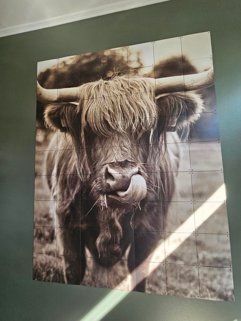 IXXI Schotse Hooglander, Ophalen of Verzenden, 125 cm of meer, Schilderij, 75 cm of meer