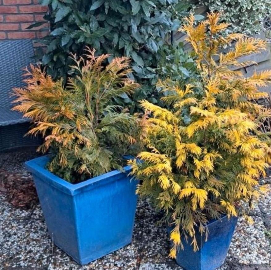 Conniferen., Ophalen, Overige soorten, Volle zon