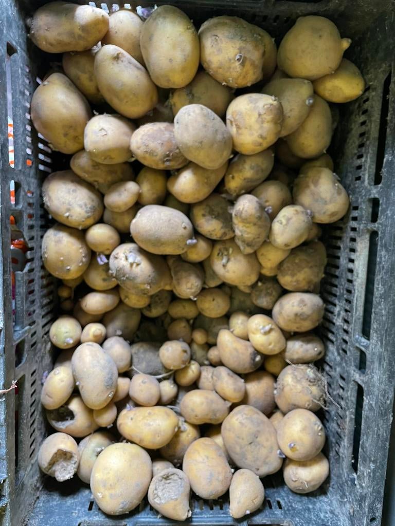 Agria pootaardappels, Ophalen of Verzenden