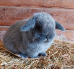 Knap minilop rammetje, Dieren en Toebehoren, Konijnen, Mannelijk, Klein, Hangoor, 0 tot 2 jaar