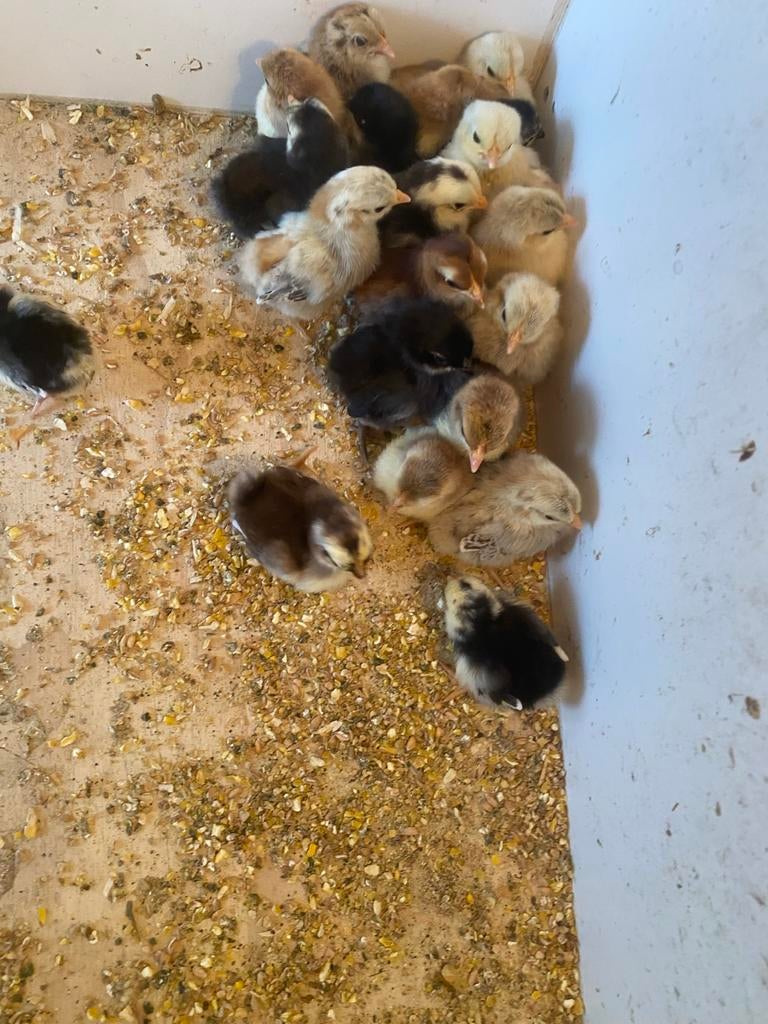 Serama kuikens, Dieren en Toebehoren, Geslacht onbekend, Kip