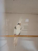 Gevraagd   Valkparkiet   Gevraagd, Vrouwelijk, Parkiet