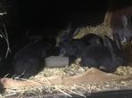 Jonge Vlaamse reuzen, Dieren en Toebehoren, Konijnen, Meerdere dieren, Groot, 0 tot 2 jaar