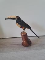 Opgezette Halsbandarassari toekan taxidermy schedel, Verzamelen, Dierenverzamelingen, Ophalen of Verzenden, Zo goed als nieuw