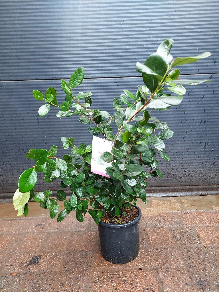 Acca Sellowiana -Braziliaanse Guave/Feijoa/Ananasguave H65cm, Ophalen, Volle zon, Vaste plant, Zomer