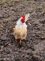 Serama haantjes nog 3 over, Dieren en Toebehoren, Mannelijk, Kip