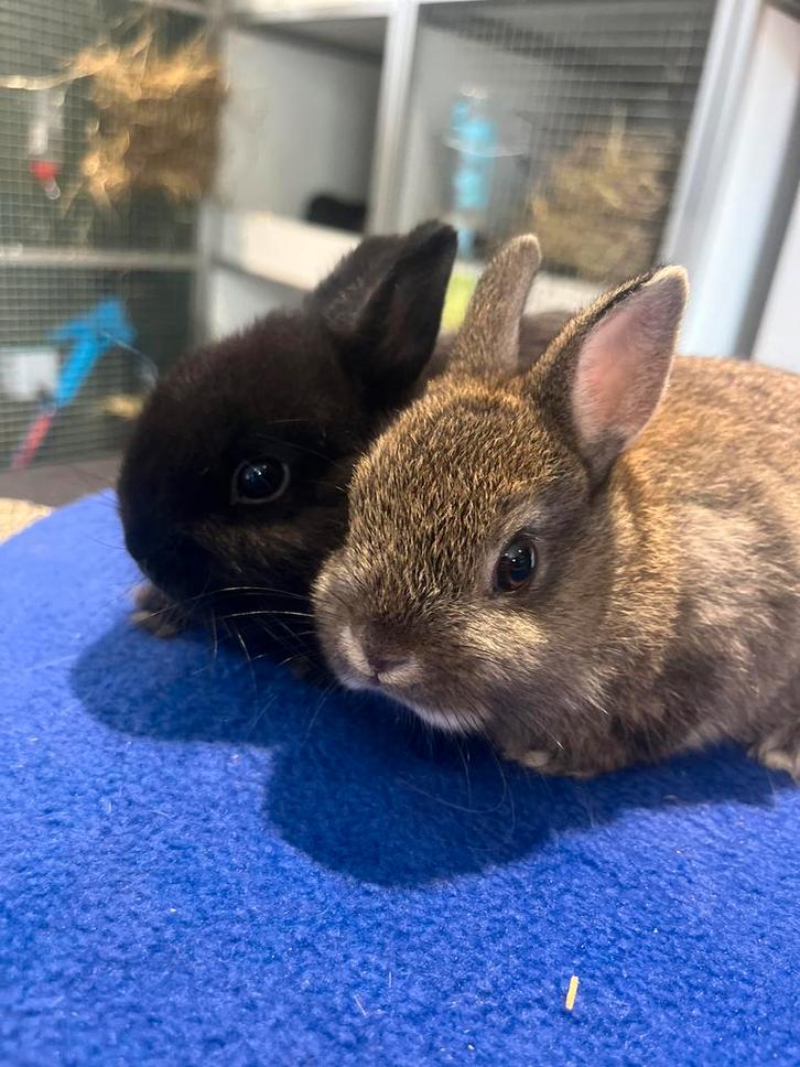 Jonge kleurdwergkonijnen, Dieren en Toebehoren, Konijnen, Dwerg, Mannelijk