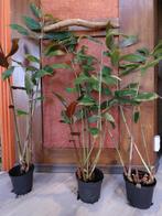 Hedychium greenii, prachtige gembersoort, Vaste plant, Halfschaduw, Zomer, Ophalen