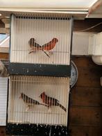 Rode kardinalen., Dieren en Toebehoren, Meerdere dieren, Geringd