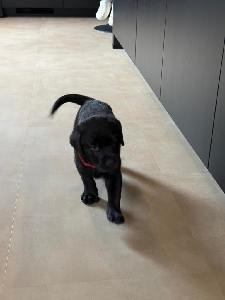 Labrador puppy’s nog 1 reutje beschikbaar, 8 tot 15 weken, Labrador retriever, Parvo, Meerdere