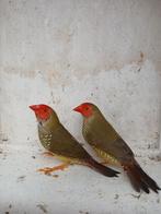 2 binsenastrilde mannen, Mannelijk, Tropenvogel