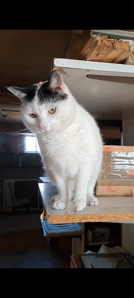 Lieve kater 7 jaar rustig binnen en buiten, Dieren en Toebehoren, Katten en Kittens | Overige Katten