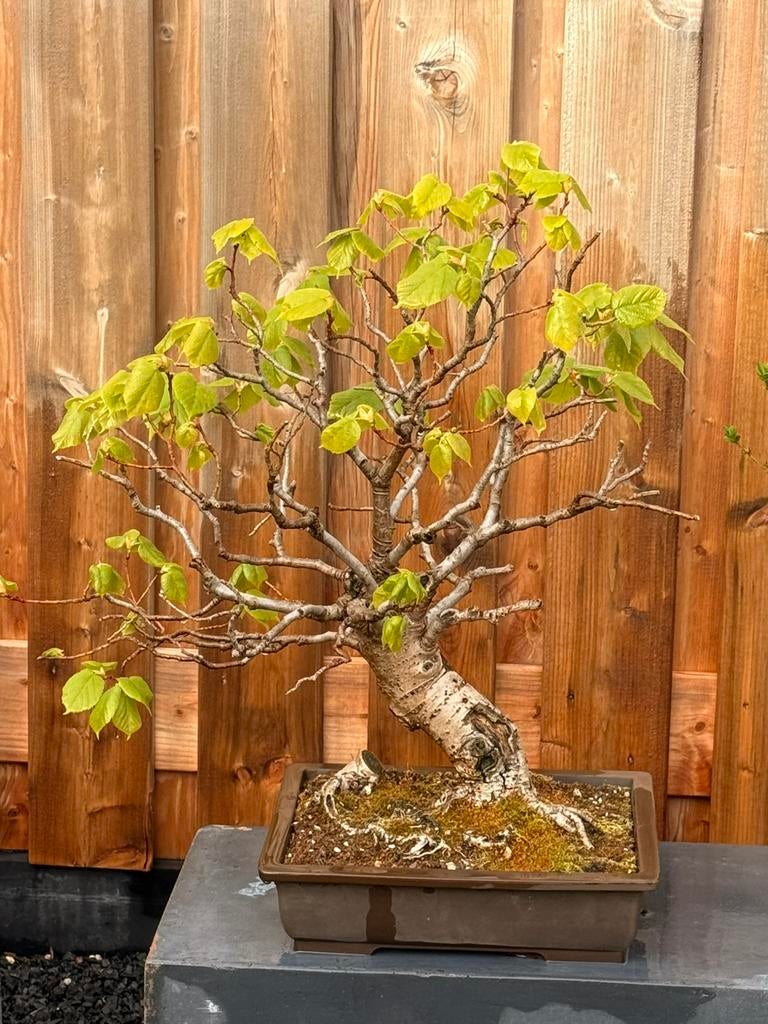 Bonsai Tilia x europaea linde, Vaste plant, Halfschaduw, Lente, Ophalen
