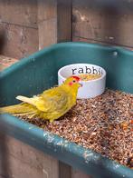 Kakariki popje 8/9 maanden, Dieren en Toebehoren, Vogels | Parkieten en Papegaaien, Vrouwelijk, Parkiet, Geringd