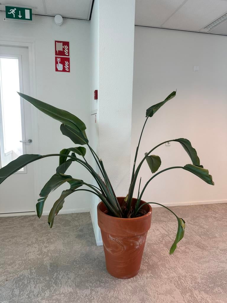 Gratis plant - zsm ophalen, Ophalen, Halfschaduw, Minder dan 100 cm
