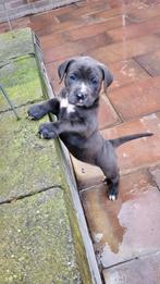 Pitbull XL X Amerikaanse stafford pups, Parvo, 8 tot 15 weken, Meerdere, Meerdere dieren