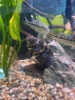 Pauwoog cichlide, Vis